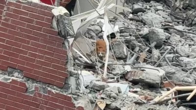 台湾花莲市天王星大楼拆除现场，出现了一只橘色猫咪，相信是罹难者康老师的爱猫。（图取自网络）