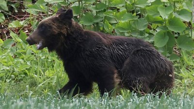 图为在日本札幌的一只棕熊。（图取自时事通信社/法新社档案照）