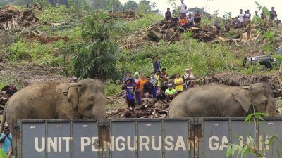 郑国霖透露，在霹雳州内打造野象保护区的计划已获批准，预料今年内落成。（档案照）