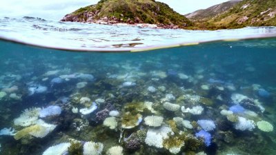 澳洲大堡礁正遭受史上最严重的白化事件之一。图为本月5日在大堡礁蜥蜴岛水域，拍摄到珊瑚白化和死亡的画面。（图取自法新社）