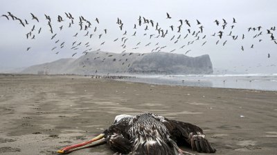 2022年12月在秘鲁首都利马的海滩上，发现一只疑似死于H5N1禽流感的鹈鹕。（图取自法新社）