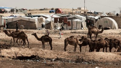 在加沙地带南部拉法的一个流离失所的巴勒斯坦人临时营地里，一群骆驼站在帐篷旁。（图取自法新社）