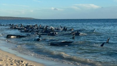 多达160头领航鲸周四上午被发现在西澳珀斯以南的托比湾海滩搁浅。（图取自法新社）