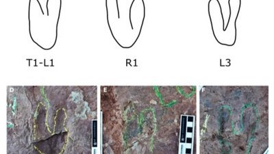 古生物学家在中国东南部福建地区发现由各种恐龙足迹构成的小径，有些脚印形状只有两只脚趾。（图取自新科学家杂志网页）