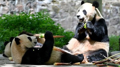 中国大熊猫保护研究中心都江堰基地的大熊猫在享用美食，憨态可掬。（图取自中新社）