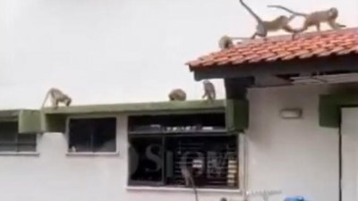 数只野猴爬上公寓的房檐。