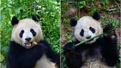 中国大熊猫保护研究中心的大熊猫“鑫宝”（左）和“云川”，被选定前往美国圣迭戈动物园，展开10年旅居生活。（图取自中新社/中国国家林草局供图）