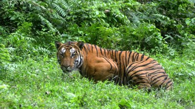 印度阿萨姆邦古瓦哈蒂以东约280公里处的卡齐兰加国家公园，在2014年12月拍到一只孟加拉虎。（法新社档案照）