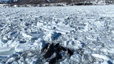 Wildlife Pro LLC利用无人机，拍摄到一群虎鲸受困本北海道流冰的镜头，可见这些鲸鱼不断从流冰的缝隙中伸出头呼吸。（图取自Wildlife Pro LLC面子书）