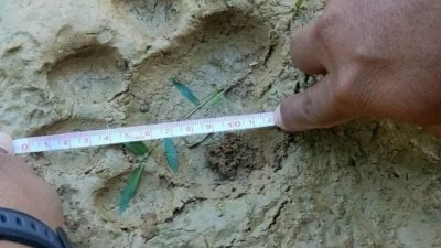 油棕园内发现的脚印证实为老虎脚印。