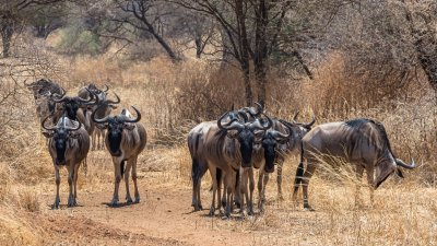 图为非洲草原上的牛羚群。（图取自网络）