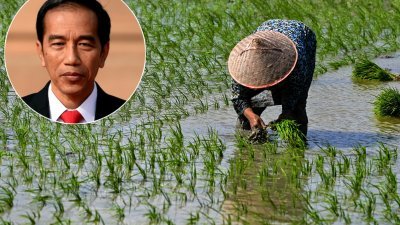 印尼亚齐省的一块稻田里，一名农夫正在插秧。小图为印尼总统佐科。（图取自法新社）