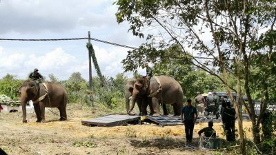 两头野象在保育人员的指引下，移至特制罗里，准备运载至彭亨州肯逸大象保育中心。