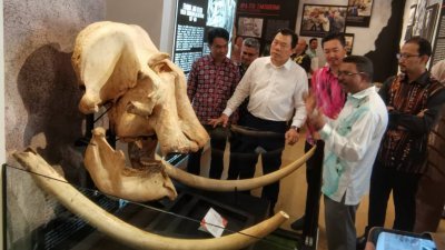 马来西亚博物馆局提名将130年前，遭火车撞毙的复仇雄象头颅和火车头，列为国家遗产文物。