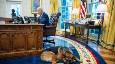 “司令”在白宫的椭圆形办公室，陪伴身为美国总统的主人拜登工作。（图取自白宫面子书）