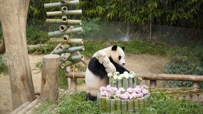 在韩国出生的大熊猫“福宝”，将于4月初返回中国。这是“福宝”在去年7月20日迎来3周岁生日，三星爱宝乐园为它举行生日会庆生。（图取自中新社）
