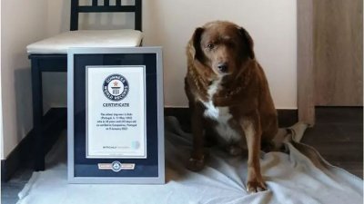 葡萄牙雄性阿兰多獒犬“波比”，在去年2月获健力士世界纪录认证为全球最长寿狗狗。（图取自健力士世界纪录网站）