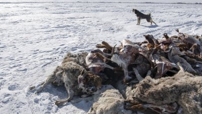 这张拍摄于上周四的照片显示，在蒙古国肯特省巴彦蒙赫县，一只狗在极冷的天气条件下，在死去的绵羊和山羊旁边嚎叫。（图取自法新社）