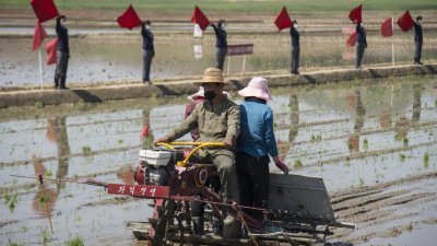 朝鲜农民在南浦特别市附近的崇山合作农场2022年5月9日举行的媒体活动中，使用插秧机种植水稻。（图取自法新社）