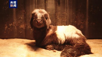 克隆的藏羊类型属于欧拉羊，体质结实，肢高体大。（图取自央视网）