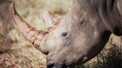 图为去年在南非西北省份发现的一头野生白犀牛。（图取自法新社）