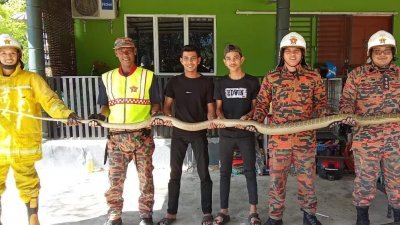 仕林村志愿消防队成员成功制伏长11尺半的眼镜王蛇。（图取自仕林村志愿消防队面书）