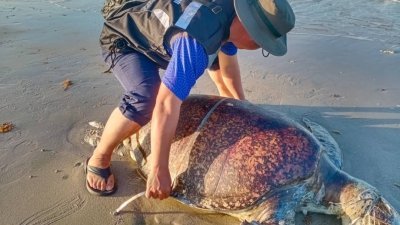 渔业局人员在为海龟进行测量。