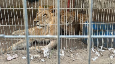 在加沙地带南部拉法的一家动物园里，母狮和它的两只幼狮无精打采的趴在笼子内。（图取自路透社）