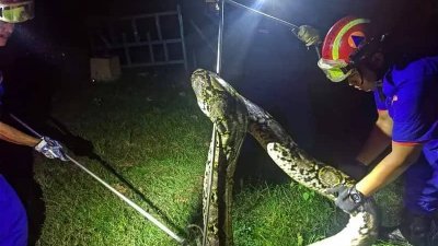 霹雳州民防部队在2023年接获不少要求捕蛇的求助电话，并派员捕捉了逾2000条大大小小的蛇。（档案照）