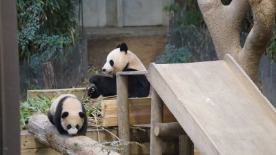 韩国爱宝乐园的雌性大熊猫“爱宝”和双胞胎幼崽“睿宝”和“辉宝”，周三在媒体前公开露面。“爱宝”悠闲地吃著竹子，两只幼崽则在附近玩耍。（图取自中新社）