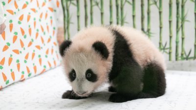 经过民众投票，在莫斯科动物园诞生的大熊猫幼崽起名为“喀秋莎”。（图取自X/China Daily）