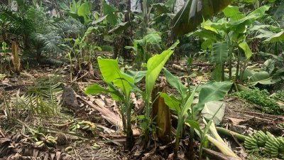 野象五度闯入双溪加叻的果园，估计有500棵香蕉树被推倒。