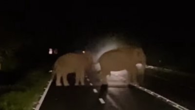 社交媒体近日流传一段视频，显示2只大象在宜力的路段游荡，阻碍交通川行。