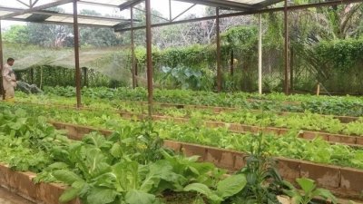 受恶劣气候影响，本地种植的叶菜类产量暴跌，导致部份菜价上涨近一倍。