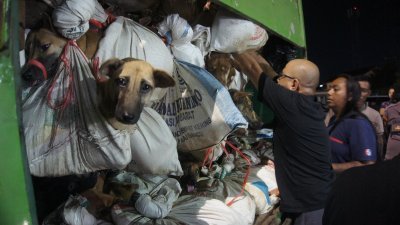 印尼动物希望庇护所的动保人士正在检查一辆载有数百只狗的卡车，这些狗本是送往屠宰场，但在三宝垄被警方截获。（图取自法新社）