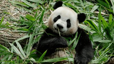 在新加坡出生长大的大熊猫叻叻，将在周二被送回中国。