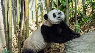 大熊猫叻叻顺利返回中国成都。 （图：万态保育集团）
