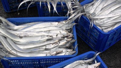 图为白带鱼。（图取自台湾海洋保育与渔业永续基金会）