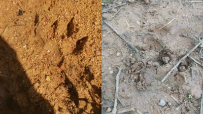 村民怀疑有关脚印属于老虎，惟需待野生动物局鉴定。