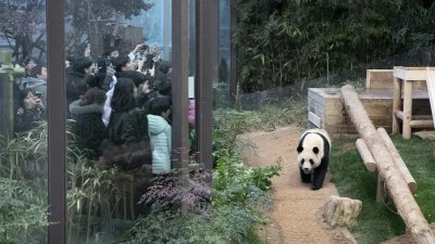3月3日为旅韩熊猫福宝最后一天“上班日”，不少南韩民众为与福宝告别排队近7个小时。（新华社）