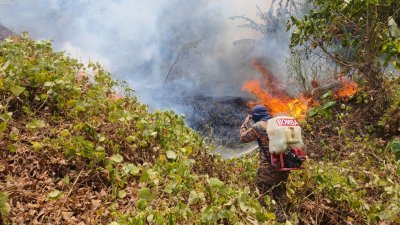 古打毛律6个甘榜周边森林遭遇野火肆虐，消拯员面扑灭林火时困难重重。