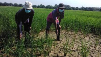 格姆布区灌溉系统欠完善以及不能发挥有效作用，已影响到数个稻田区。


 
