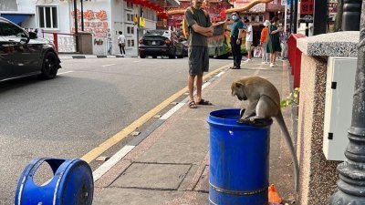 猴子翻开垃圾桶盖，在垃圾桶内觅食，游客站在一旁观察。（照片由民众提供）