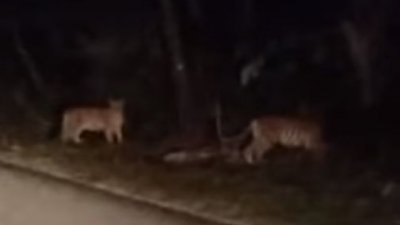 路过民众拍下的视频画面显示，有三只野生动物穿越马路。(图截自视频)