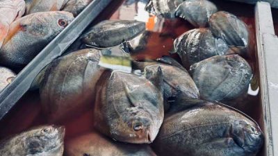 黑鲳鱼产量过剩，近期跌价近40%，每公斤约10令吉。