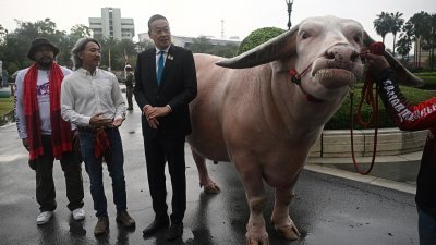 泰国首相斯雷塔（左3）周三在首都曼谷的政府大楼前，接见身价百万的巨型白化水牛“阁芒佩特”，以及“阁芒佩特”的新主人金塔纳（左2）和前主人达姆隆萨克。（图取自法新社）
