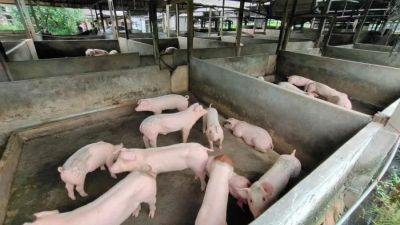 威省油15家养猪场，因没遵守兽医局的条件，及未提升至现代化养猪场，被吊销执照关闭。（档案照）