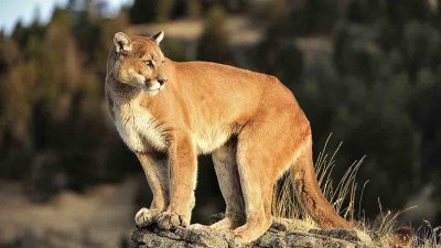 美洲狮，又称山狮，是美洲第二大的猫科动物，仅次于美洲豹。（示意图；图取自中国数字科学馆）