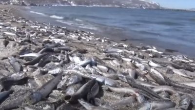 日本北海道小樽市沿岸又再一次出现大量死鱼。（日本电视台新闻截图）