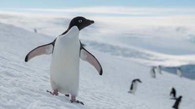 图为阿德利企鹅。（图取自绿色和平）